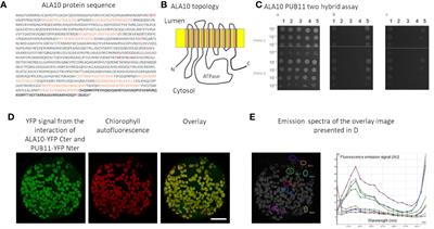 PUB11-Dependent Ubiquitination of the Phospholipid Flippase ALA10 Modifies ALA10 Localization and Affects the Pool of Linolenic Phosphatidylcholine